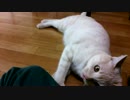 ♪バテバテ編♪　１才11ヶ月やんちゃ♂ネコ(=^･ω･^)ﾉ②