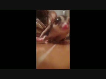 歩くフクロモモンガ