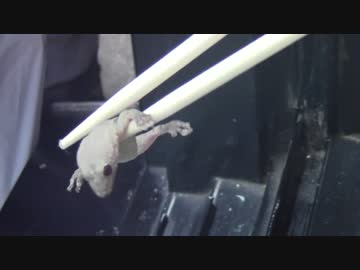 悲劇！！ドアにはさまれた悲惨なヤモリ！！