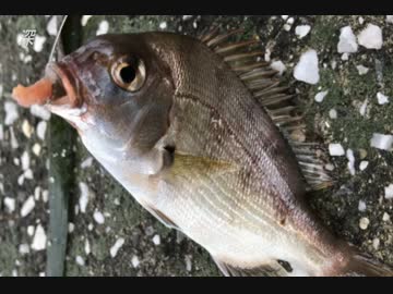 釣り動画ロマンを求めて 75釣目（八景島 周辺）