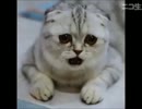 俺とお前の怖けりゃイイ世界～60界～絶望怪談