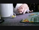 ♪遊ぶ子ネコ編♪　やんちゃ♂ネコ(=^･ω･^)ﾉ生後6ヶ月の子猫の頃①