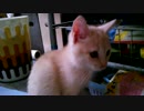 ♪うちの子編♪　やんちゃ♂ネコ(=^･ω･^)ﾉ生後３ヶ月の子猫の頃