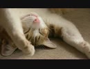 へそ天でスヤスヤ眠る猫