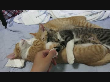 仲良く川の字で寝る子猫