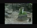 SONY放送業務用カメラ　DSR-130撮影テストin東武動物公園