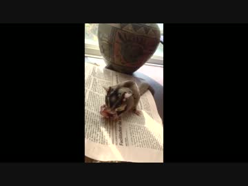 好物を食べて嬉し鳴きするフクロモモンガ