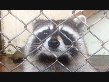 アライさん食い意地張りすぎ〜