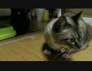 【511】ジャン❤︎ポン　生じゃらしに兄妹猫が大喜び！