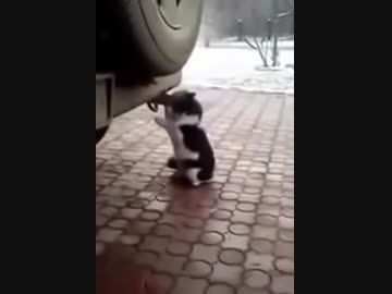 マフラー大好きな猫ちゃん