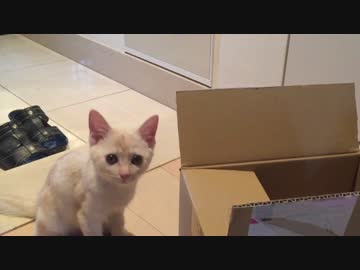ダンボールに興味津々ではなかった子猫