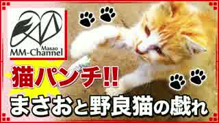 【猫､野良猫】猫パンチ!!まさおと野良猫の戯れ【まさおの日常】