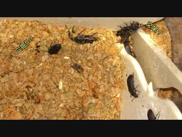 蟻戦争＃159 ゴミムシダマシ放置でミルワーム無限増殖！？編