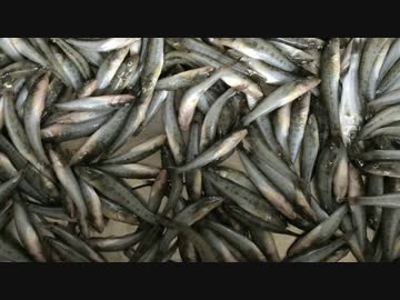 【魚釣り】 俺の刺し餌ハゼに届け！！