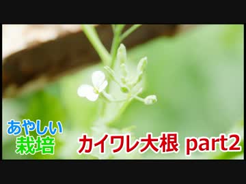 カイワレ大根を育てて大根に part2【あやしい栽培 第8回】