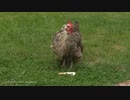 自らチキンサンドになるチキン