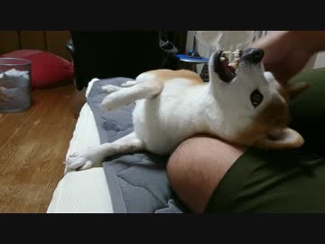 甘え下手なシバイヌ