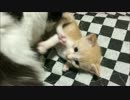 【猫丸一家】ちゃちゃまる日記２９
