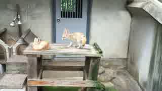 相方に起きてほしいフェネック