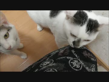 撮影のたびにエ○ポーズを要求され猛抗議する猫