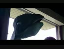【眼が動く】ギニョールテストでようこそジャパリパーク流してみた