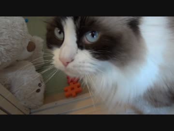 赤ちゃんに尻尾をファサーしたい猫