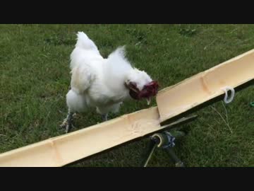 烏骨鶏（うこっけい）と流しそうめんをしてみた