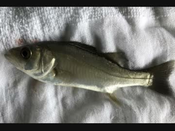 釣り動画ロマンを求めて 77釣目（新左近川親水公園）