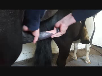 馬の射精