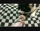 【猫丸一家】ちゃちゃまる日記３０