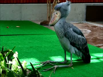 掛川花鳥園　8月はハシビロコウさんの屈伸運動（訂正：静止）