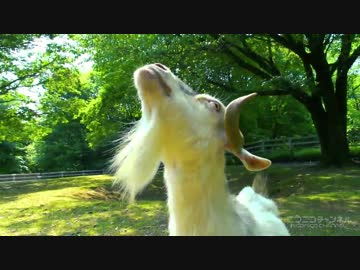 海に行きたい明日原ユウキ耐久(ヤギ(CV:種崎敦美))