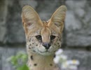 けものフレンズ実写版　アーマードコア編