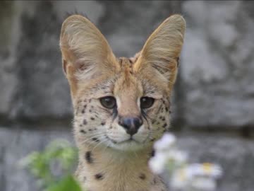 けものフレンズ実写版　アーマードコア編