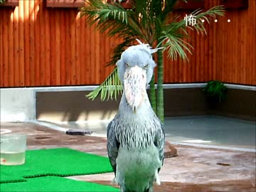 掛川花鳥園　ハシビロコウさんをじっーと見る。