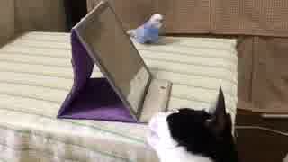 セキセイインコの遊びをジッと見てるネコ