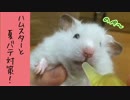 【ハムスター動画】わたあめ君の夏バテ対策
