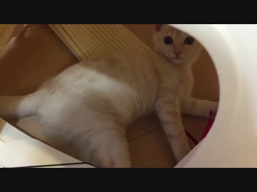 黒猫の赤ちゃんが我が家にやって来た！