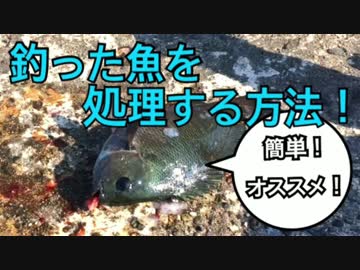 【簡単オススメ】釣った魚を鮮度良く持ち帰る方法をご紹介！