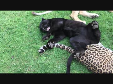 くつろぐネコ科の猛獣たち