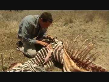 熊さん VS ケニア