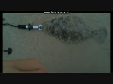 サーフヒラメ2017.8.21