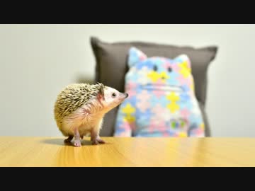 ハリ活.vol 9 ~小さいミルワームもお好き♪~