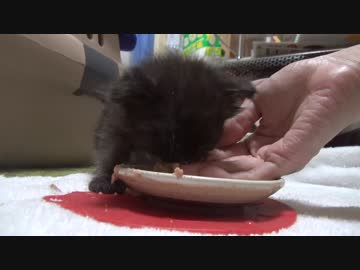 【 子猫 】子猫の全身はバネで出来ている　その13