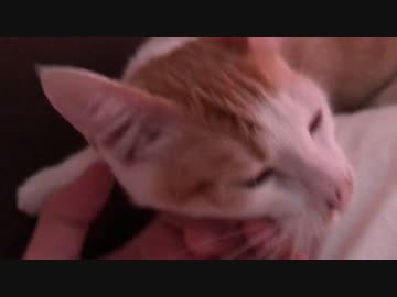 飼い主が起きたら「おはよ！」と寄ってくる子猫が可愛すぎるｗｗｗ