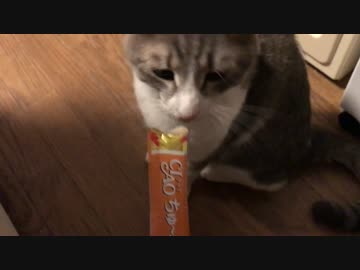 チュールを食べたい猫のアピールが可愛すぎるｗｗｗ