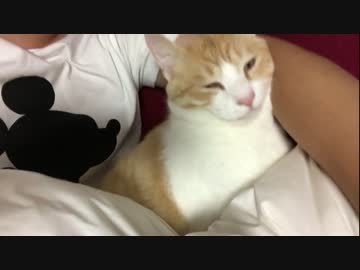 【神回】生まれて初めて腕枕させてくれた猫が可愛すぎるｗｗｗ