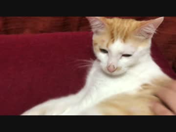 ニックを病院に連れて行ったので経過報告します