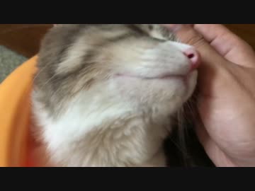 【妹萌え】ご機嫌斜めなスカー、妹猫が来た瞬間デレデレになる