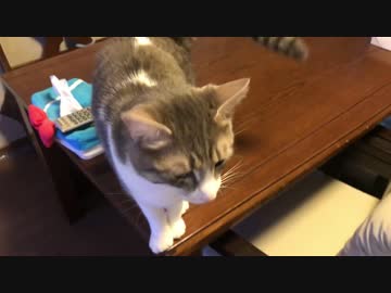 普段ツンツンな猫がデレデレになったらめちゃくちゃ可愛い！！